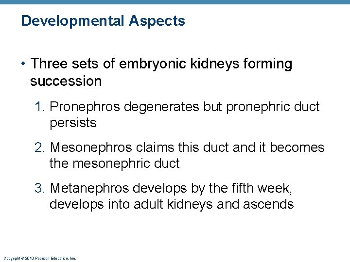 Developmental Aspects • Three sets of embryonic kidneys forming succession 1. Pronephros degenerates but