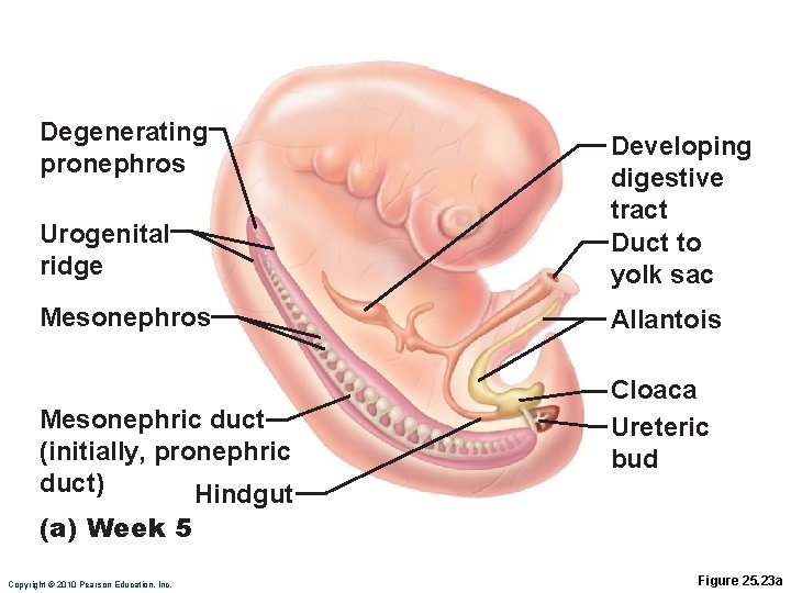 Degenerating pronephros Urogenital ridge Developing digestive tract Duct to yolk sac Mesonephros Allantois Mesonephric