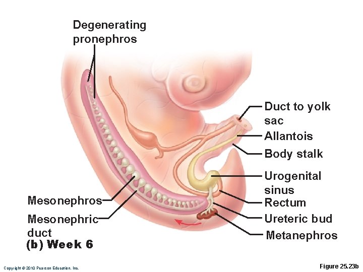 Degenerating pronephros Duct to yolk sac Allantois Body stalk Mesonephros Mesonephric duct (b) Week