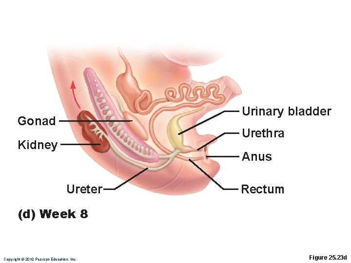 Urinary bladder Gonad Urethra Kidney Anus Ureter Rectum (d) Week 8 Copyright © 2010