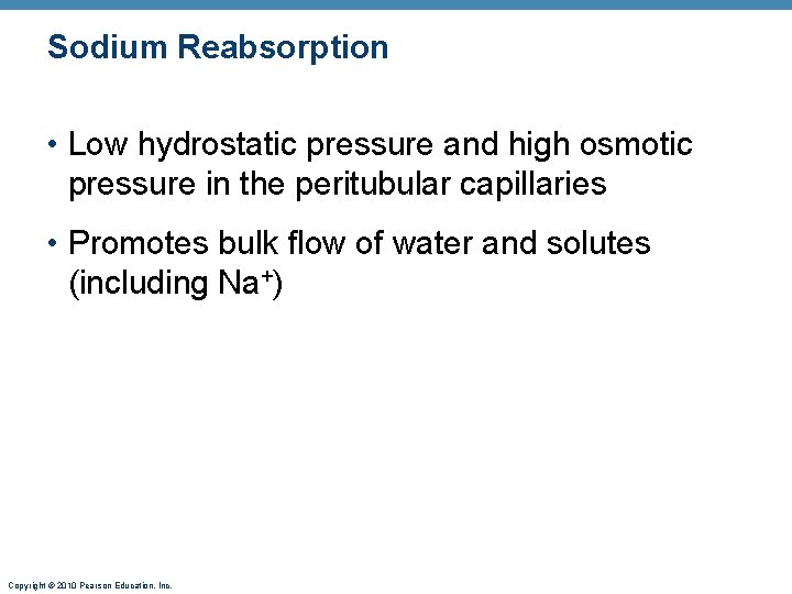 Sodium Reabsorption • Low hydrostatic pressure and high osmotic pressure in the peritubular capillaries