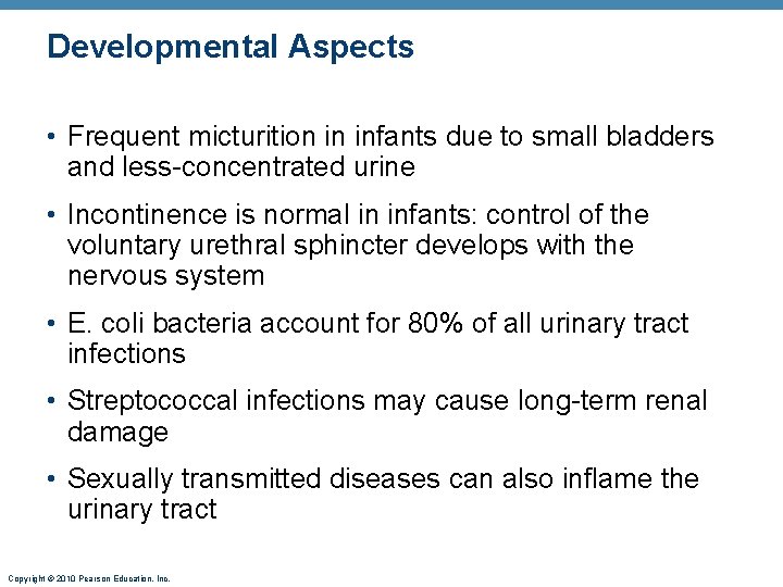 Developmental Aspects • Frequent micturition in infants due to small bladders and less-concentrated urine
