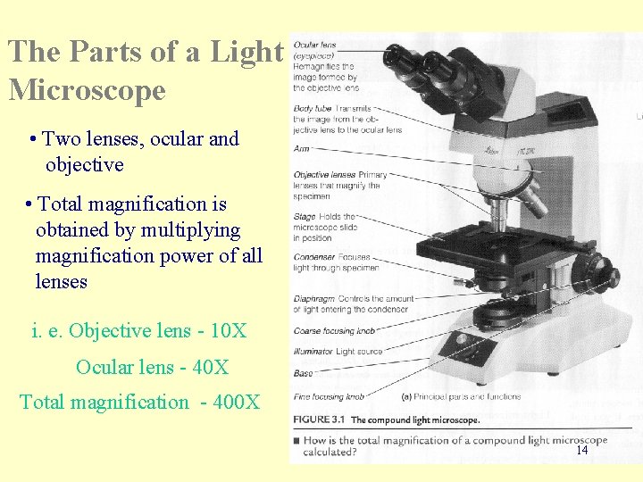 The Parts of a Light Microscope • Two lenses, ocular and objective • Total