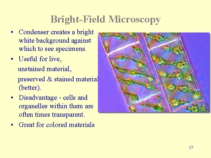 Bright-Field Microscopy • Condenser creates a bright white background against which to see specimens.