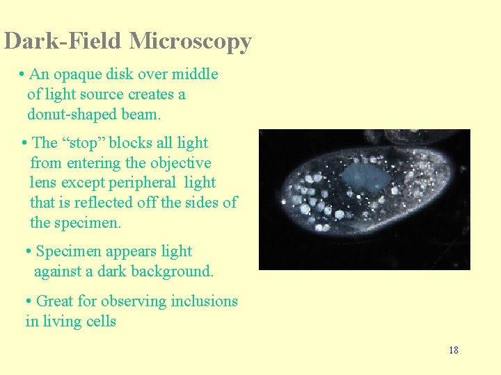 Dark-Field Microscopy • An opaque disk over middle of light source creates a donut-shaped