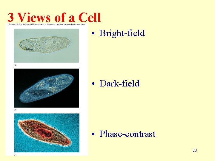 3 Views of a Cell • Bright-field • Dark-field • Phase-contrast 20 