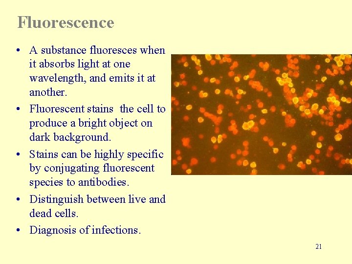Fluorescence • A substance fluoresces when it absorbs light at one wavelength, and emits
