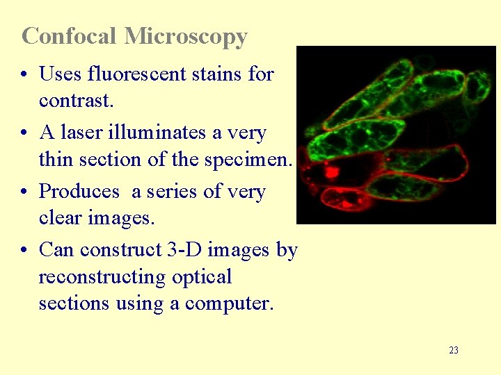 Confocal Microscopy • Uses fluorescent stains for contrast. • A laser illuminates a very