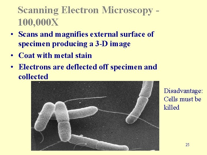 Scanning Electron Microscopy 100, 000 X • Scans and magnifies external surface of specimen