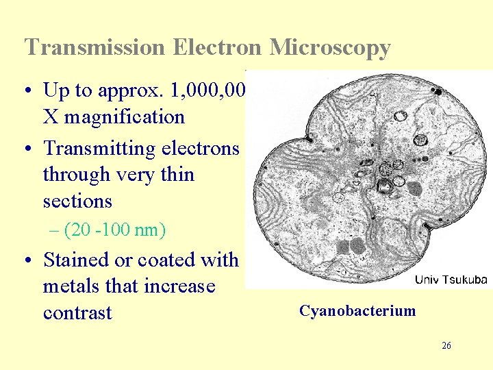 Transmission Electron Microscopy • Up to approx. 1, 000 X magnification • Transmitting electrons