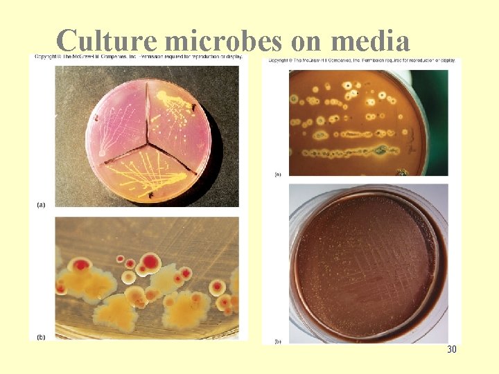 Culture microbes on media 30 