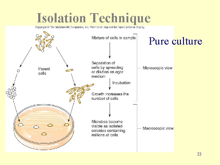Isolation Technique Pure culture 33 