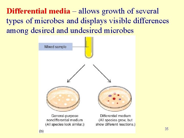 Differential media – allows growth of several types of microbes and displays visible differences