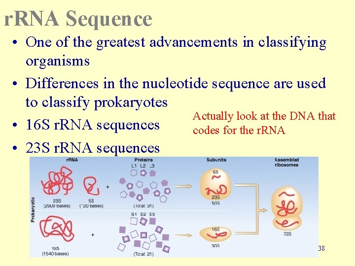 r. RNA Sequence • One of the greatest advancements in classifying organisms • Differences