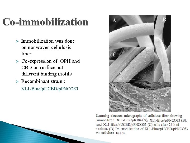 Co-immobilization Ø Ø Ø Immobilization was done on nonwoven cellulosic fiber Co-expression of OPH