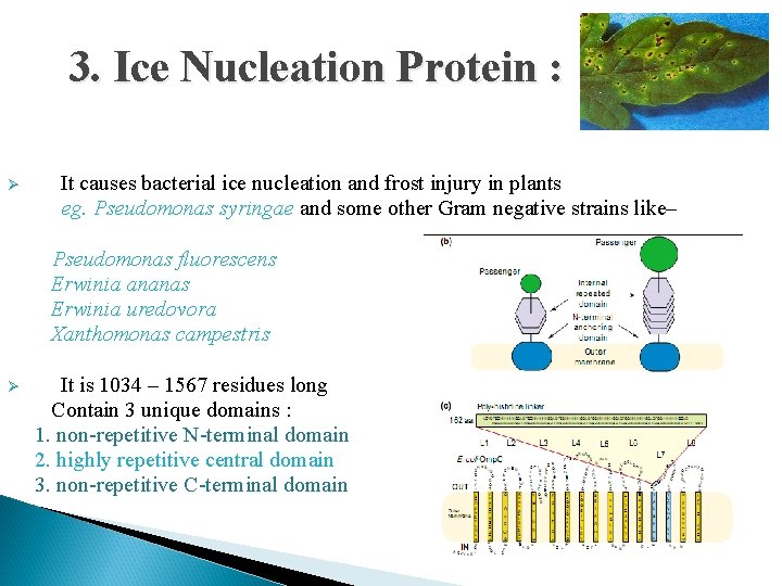 3. Ice Nucleation Protein : Ø It causes bacterial ice nucleation and frost injury