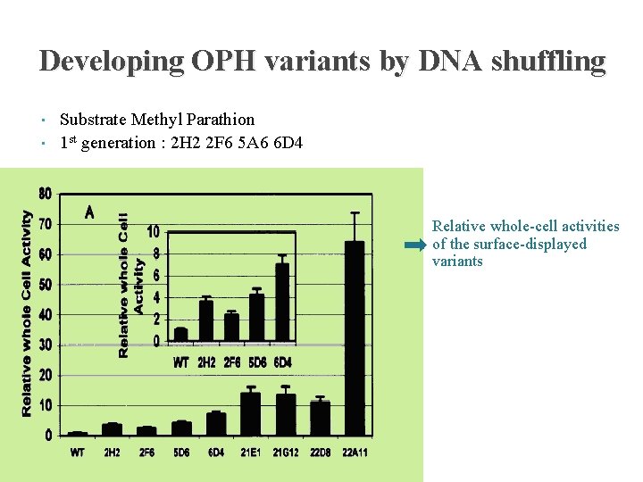 Developing OPH variants by DNA shuffling • • Substrate Methyl Parathion 1 st generation