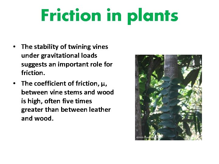 Friction in plants • The stability of twining vines under gravitational loads suggests an