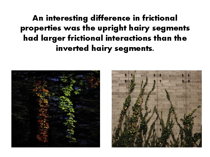 An interesting difference in frictional properties was the upright hairy segments had larger frictional