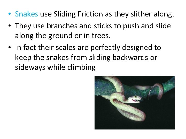  • Snakes use Sliding Friction as they slither along. • They use branches