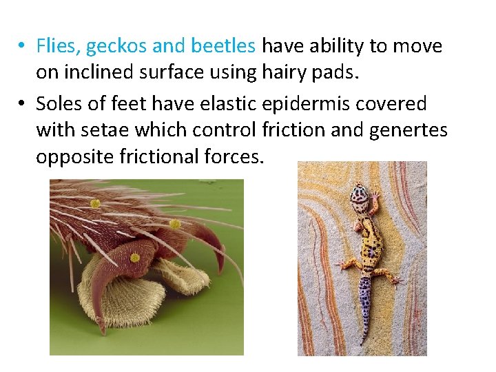  • Flies, geckos and beetles have ability to move on inclined surface using