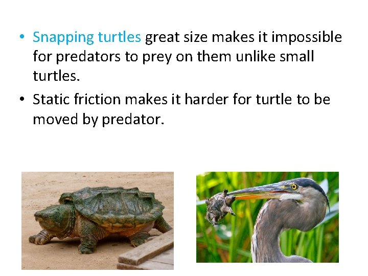  • Snapping turtles great size makes it impossible for predators to prey on