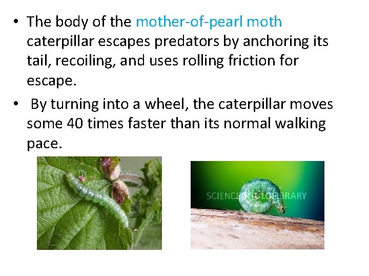  • The body of the mother-of-pearl moth caterpillar escapes predators by anchoring its