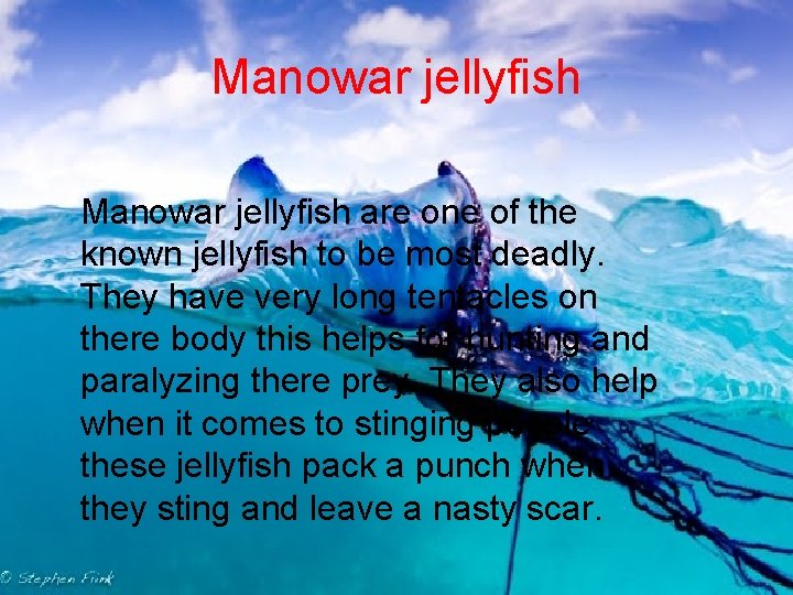 Manowar jellyfish are one of the known jellyfish to be most deadly. They have