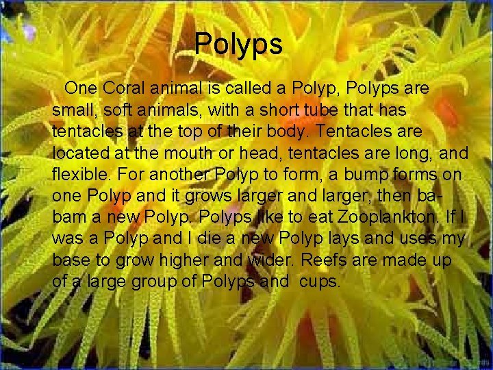 Polyps One Coral animal is called a Polyp, Polyps are small, soft animals, with