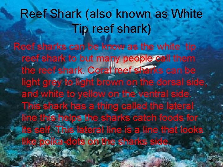 Reef Shark (also known as White Tip reef shark) Reef sharks can be know