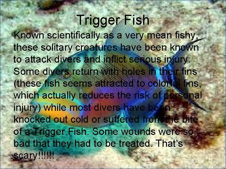 Trigger Fish Known scientifically as a very mean fishy, these solitary creatures have been