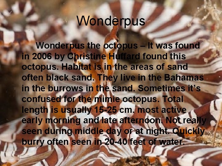 Wonderpus the octopus – It was found in 2006 by Christine Huffard found this