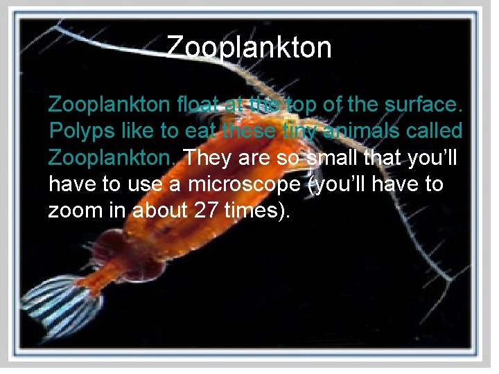 Zooplankton float at the top of the surface. Polyps like to eat these tiny