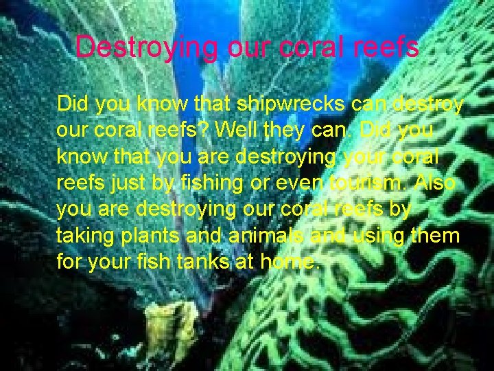 Destroying our coral reefs Did you know that shipwrecks can destroy our coral reefs?