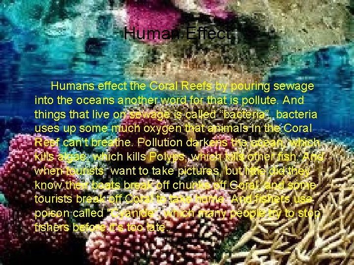 Human Effect Humans effect the Coral Reefs by pouring sewage into the oceans another