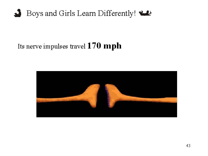 Boys and Girls Learn Differently! Its nerve impulses travel 170 mph 43 