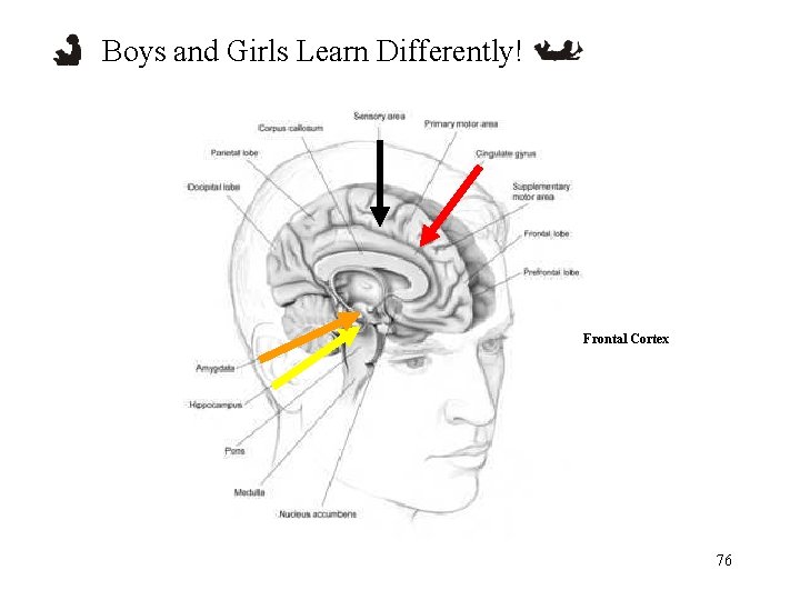 Boys and Girls Learn Differently! Frontal Cortex 76 