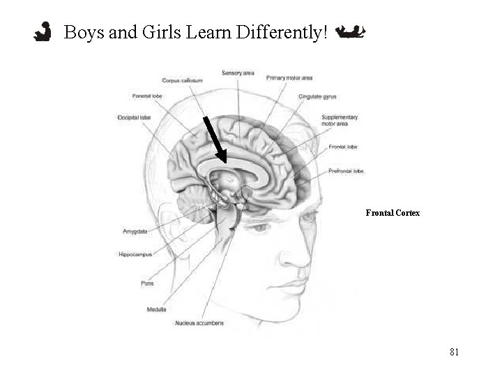 Boys and Girls Learn Differently! Frontal Cortex 81 