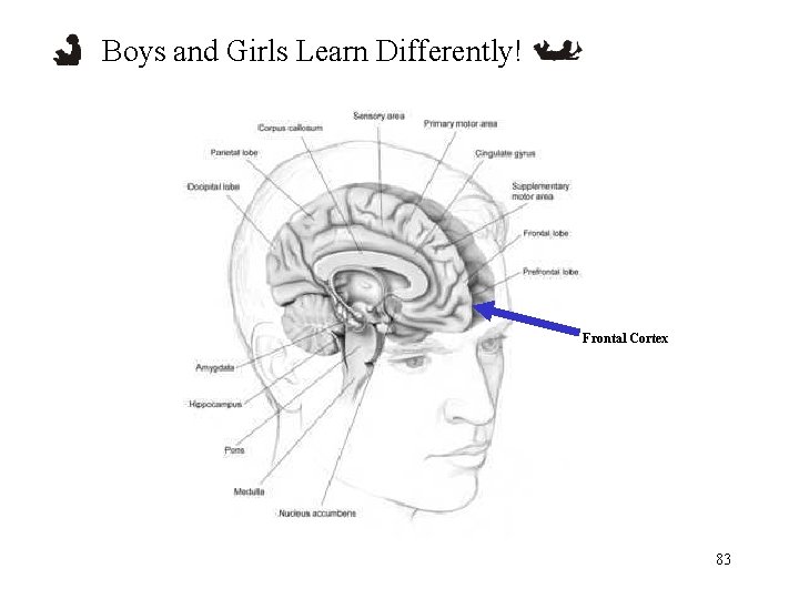 Boys and Girls Learn Differently! Frontal Cortex 83 
