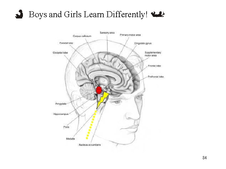 Boys and Girls Learn Differently! 84 
