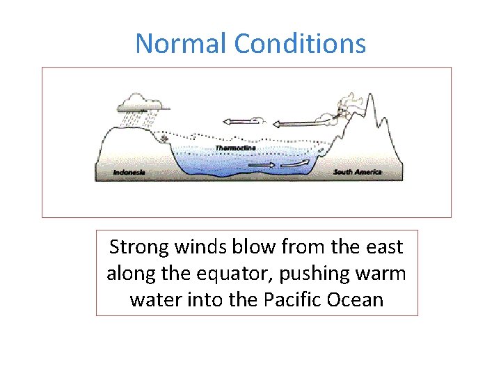 Normal Conditions Strong winds blow from the east along the equator, pushing warm water