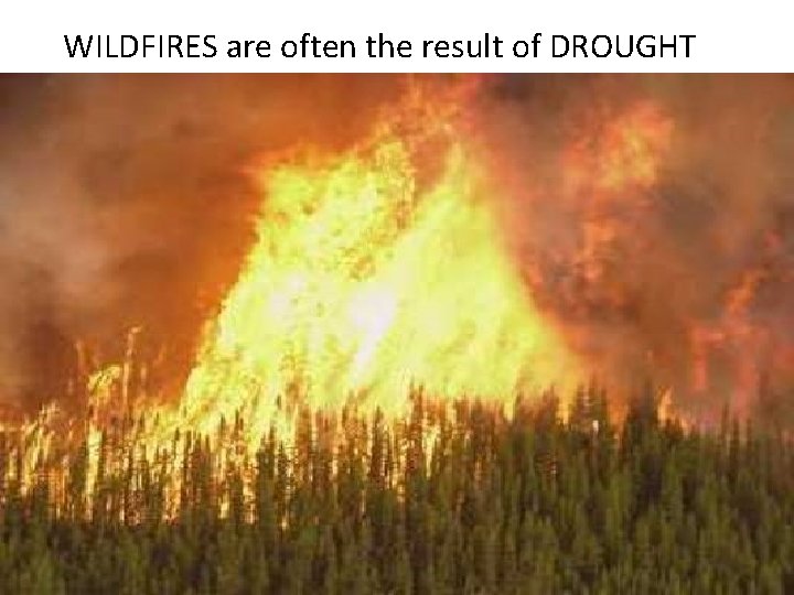 WILDFIRES are often the result of DROUGHT 