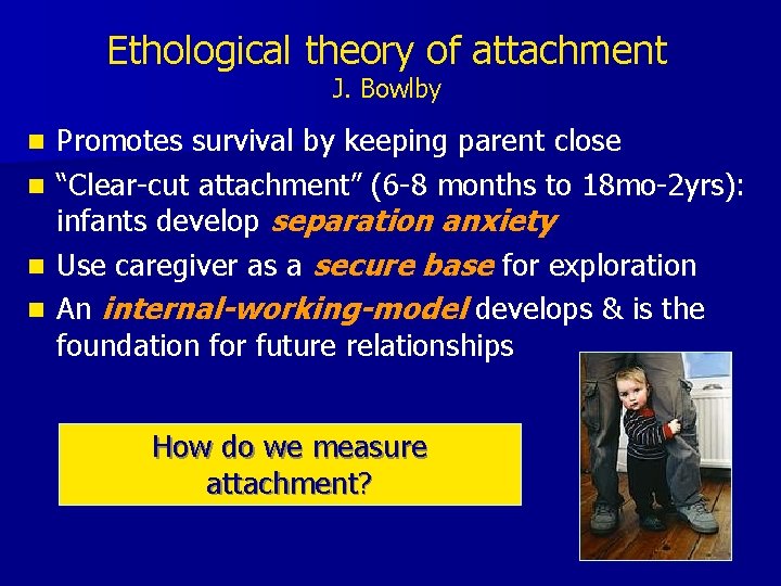 Ethological theory of attachment J. Bowlby n n Promotes survival by keeping parent close