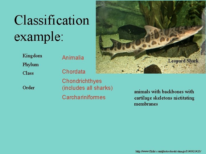 Classification example: Kingdom Animalia Phylum Class Chordata Order Chondrichthyes (includes all sharks) Carchariniformes Leopard