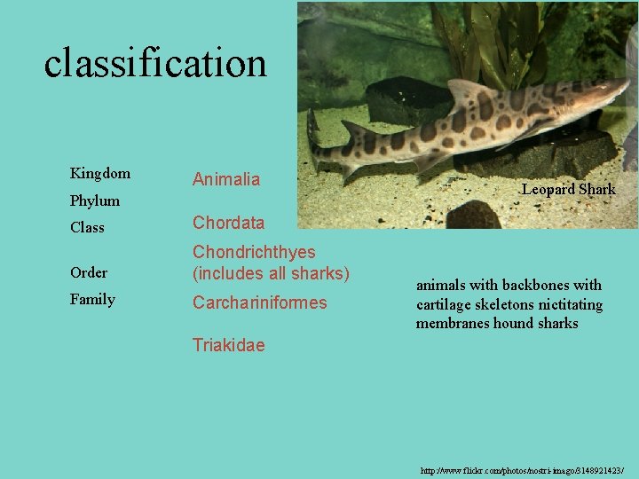 classification Kingdom Animalia Phylum Class Chordata Order Chondrichthyes (includes all sharks) Family Carchariniformes Leopard