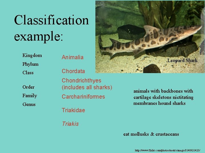 Classification example: Leopard Shark Kingdom Animalia Phylum Class Chordata Order Chondrichthyes (includes all sharks)