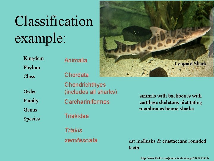 Classification example: Leopard Shark Kingdom Animalia Phylum Class Chordata Order Chondrichthyes (includes all sharks)