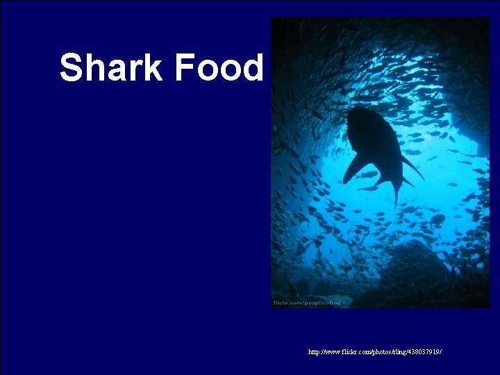 Shark Food http: //www. flickr. com/photos/rling/438037919/ 