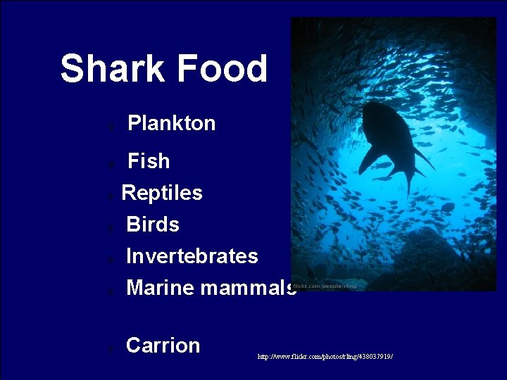 Shark Food Plankton Fish Reptiles Birds Invertebrates Marine mammals Carrion http: //www. flickr. com/photos/rling/438037919/