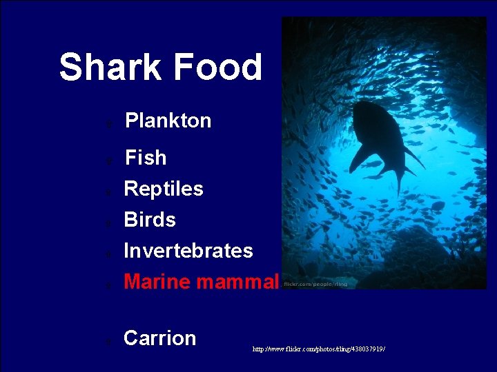 Shark Food Plankton Fish Reptiles Birds Invertebrates Marine mammals Carrion http: //www. flickr. com/photos/rling/438037919/